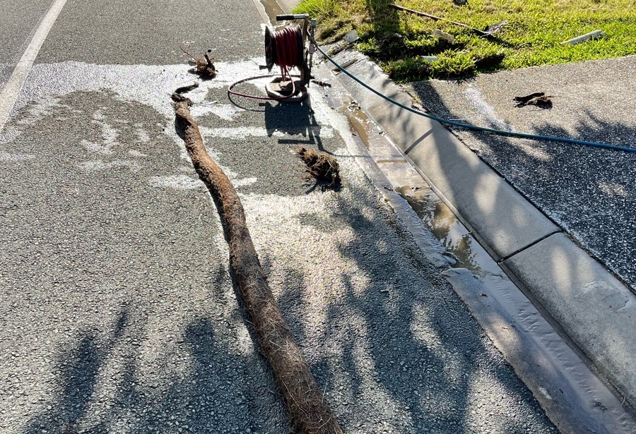 Tree Root Removed 1